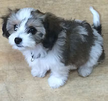 A cute little puppy in class