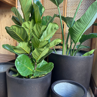 ASHER CYLINDER BRONZE SMOKE POT RANGE