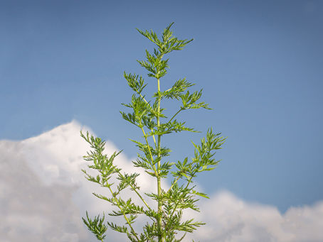 Artemisia annua