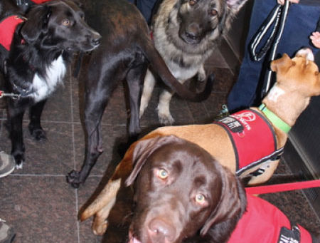 When it comes to service dogs, does breed matter?