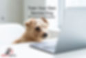 dog in front of a computer