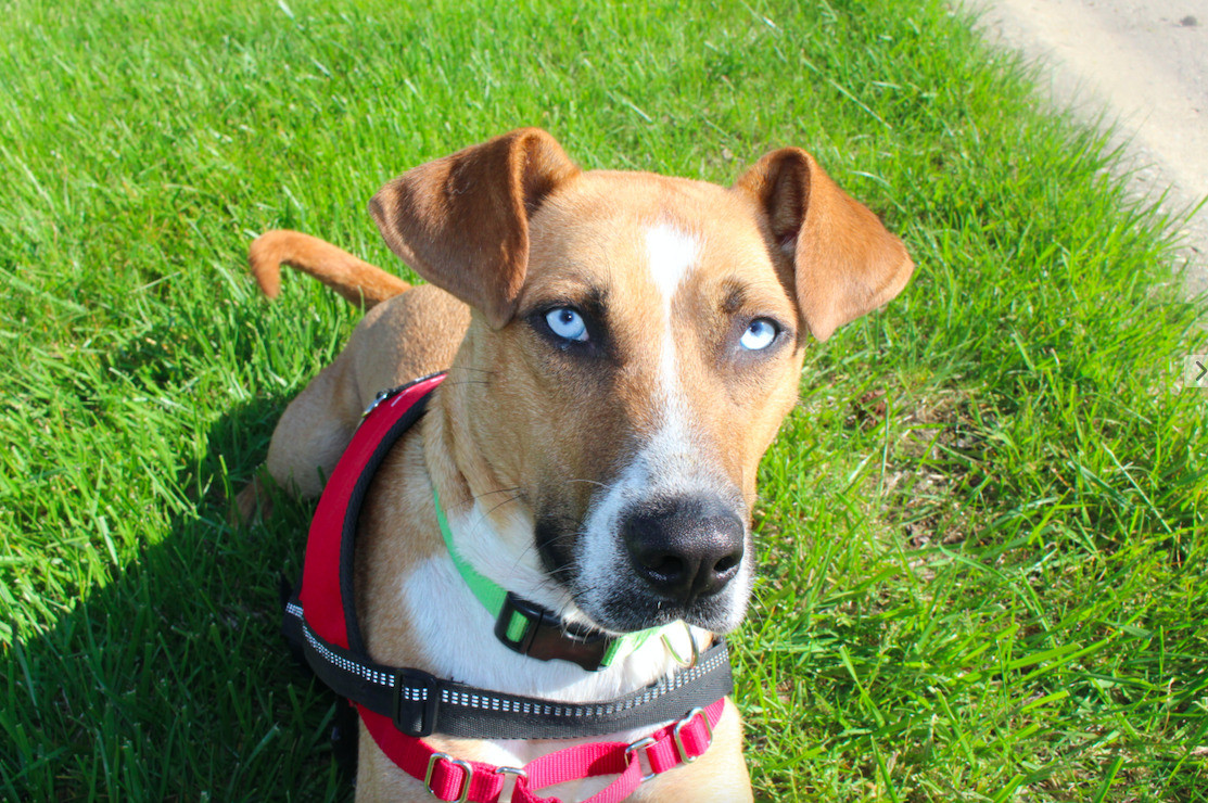 How to Train a Seizure Alert Dog