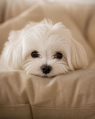 dog-2-DV6SwcTV.jpg