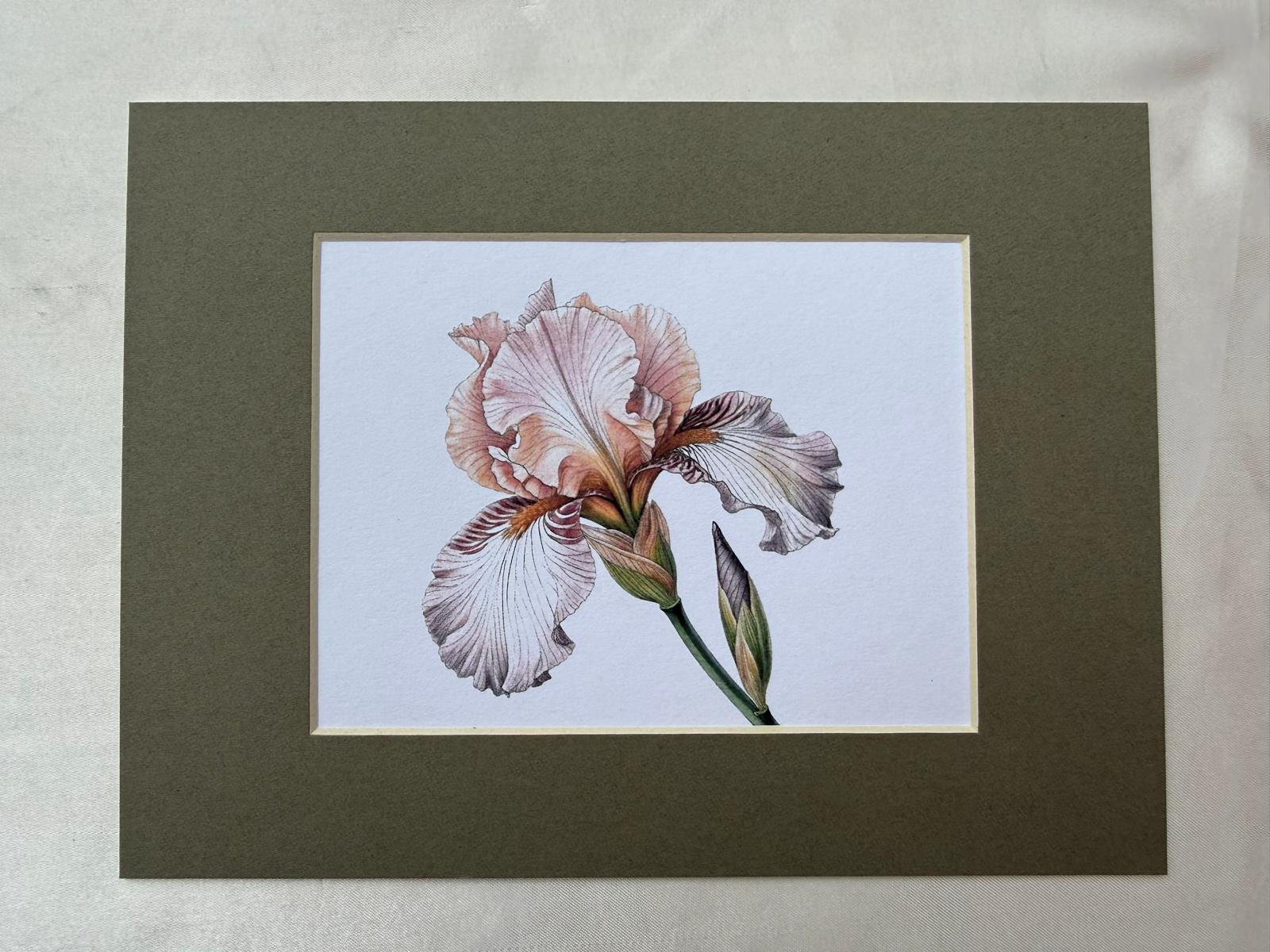 Orchid Matted Print (MP175)
