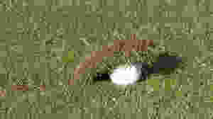 104d20d3_Chili-Dip-Golf.jpeg