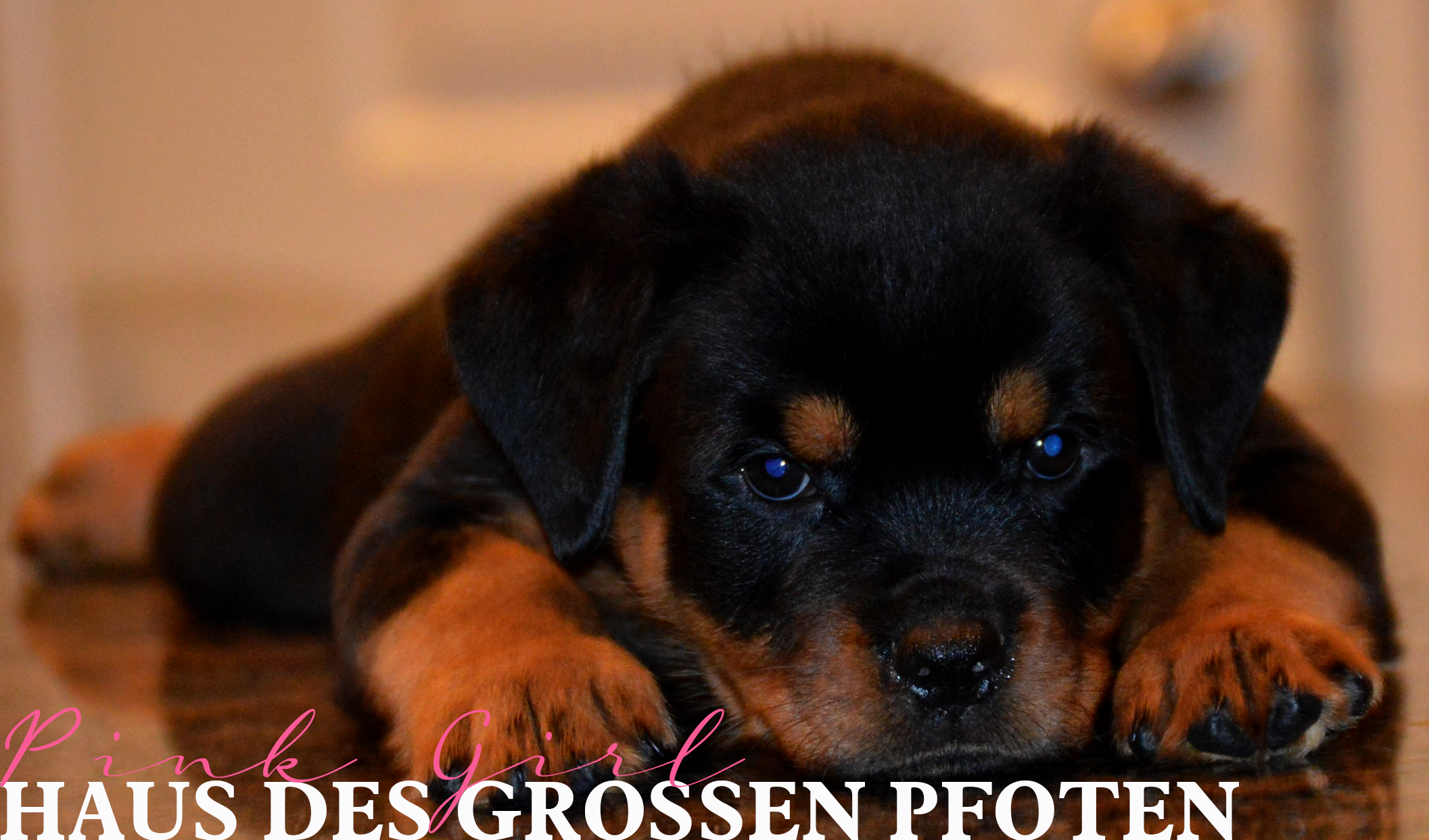 Our Dogs in the World