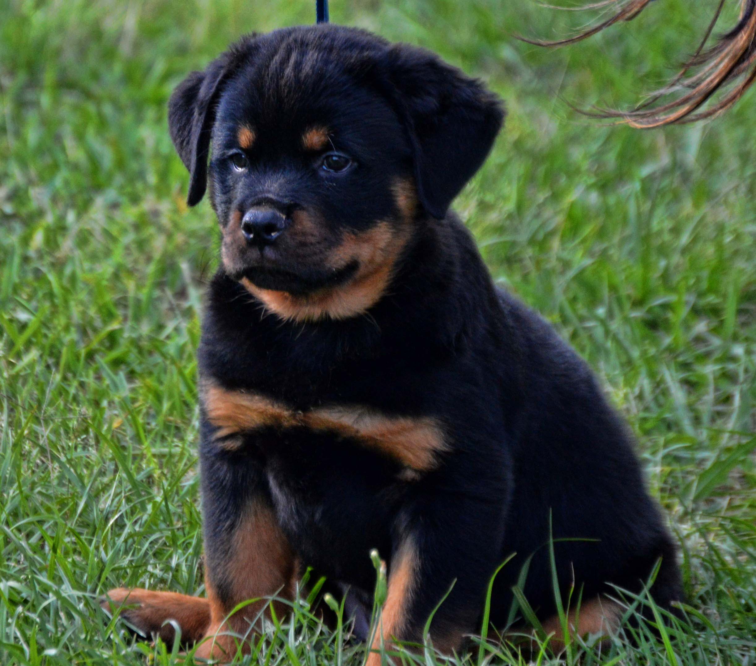 Our Dogs in the World