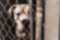 White American Bull Dog Pit Bull Mixed Breed Dog Large Adult Dog Looking Sad Eye Contact w