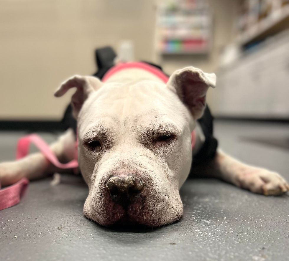 371093336_1063332784800968_7158999961904725347_n