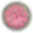 Miniaturbild: Tatzenminze