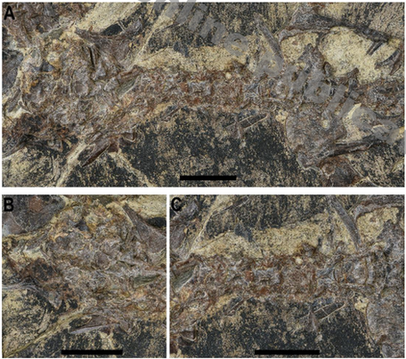 Changzhousaurus