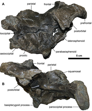 Plesiolophus
