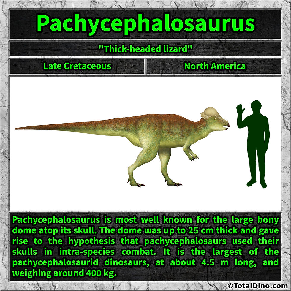 Pachycephalosaurus