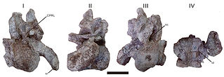 Jingiella