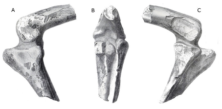 Dornraptor