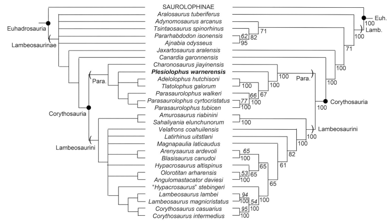 Plesiolophus