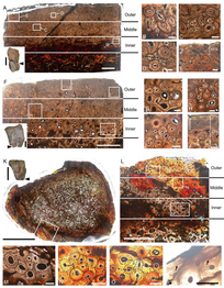 Ceratocaudia