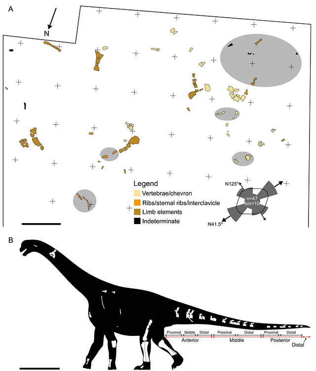 Ceratocaudia