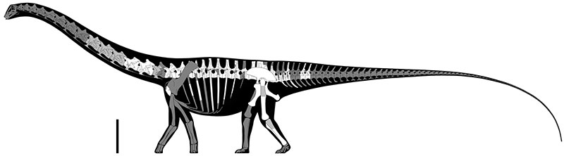 Ardetosaurus