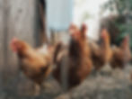 Qualitätsfleisch aus tiergerechter Haltung