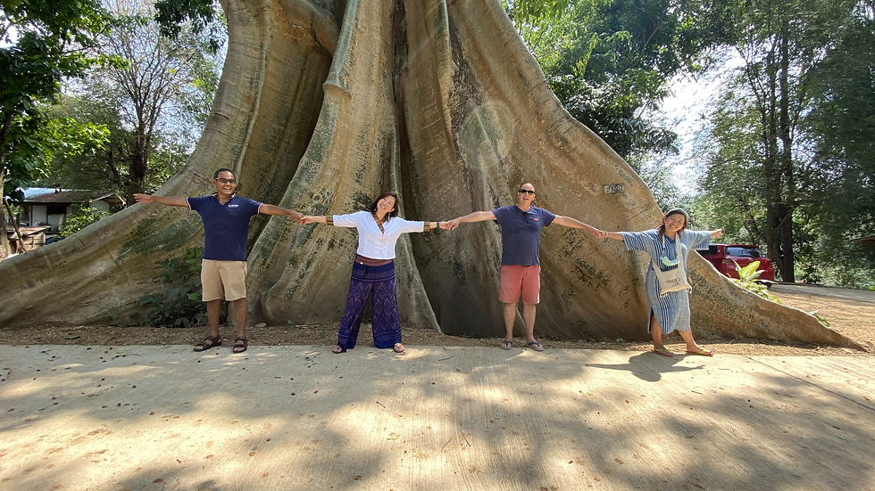🏴 The biggest tree in Nan.