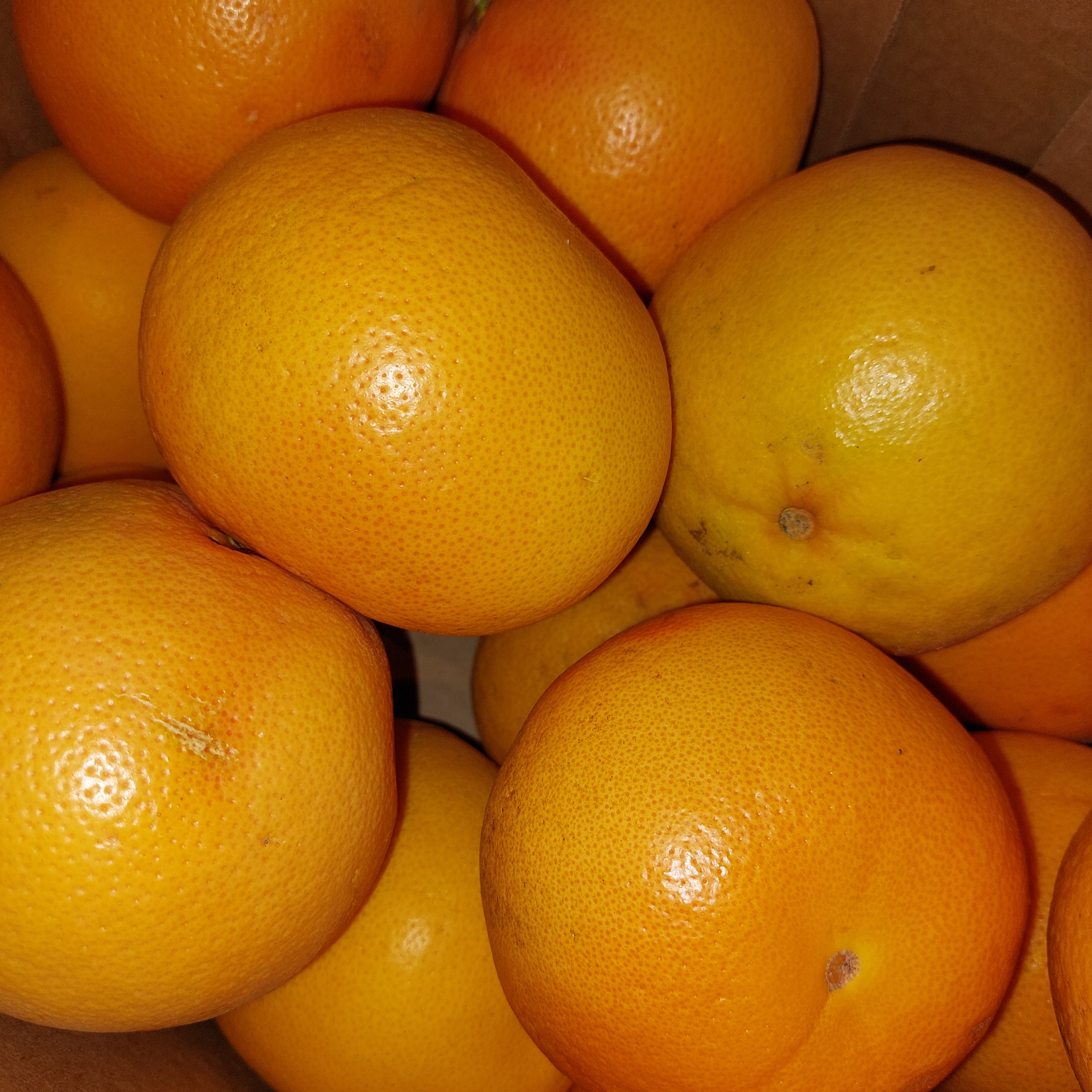Organic Grapefruit (1)