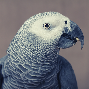 African Grey Parrot.png