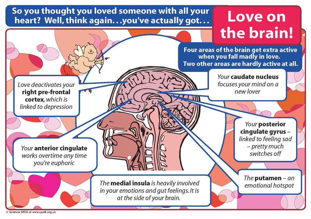 Brain Health Love on the Brain Research