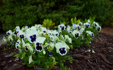 Beautiful Annuals in their prime.