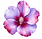 ChatGPT Image 11 juil. 2026, 11_56_56.png
