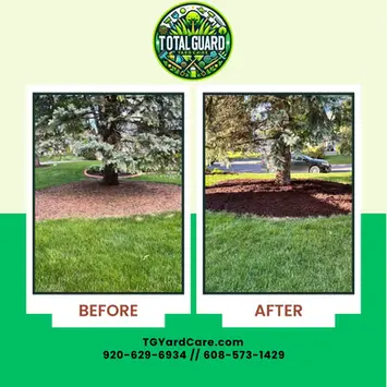 Before and after comparison of a tree bed showing old, patchy mulch transforming to fresh, dark brown mulch installed by TotalGuard Yard Care in Madison WI.