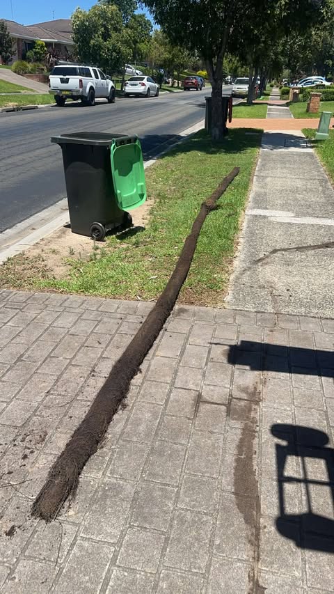 Tree root removed from stormwater line