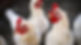 iStock_000013243806Small-Hens-625x346.jpg