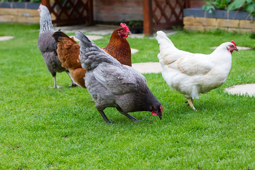 Assorted-Heavy-Pullets.jpeg