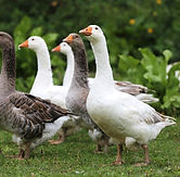 Assorted-Geese.jpeg