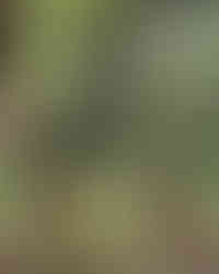 Ein Hund der über Hindernisse springt, die Wippe nutzt und slalom läuft