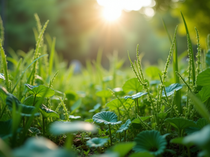 The Importance of Sustainable Living in Today's World