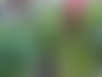 Ministro do STJ autoriza paciente com fibromialgia a plantar cannnabis em casa