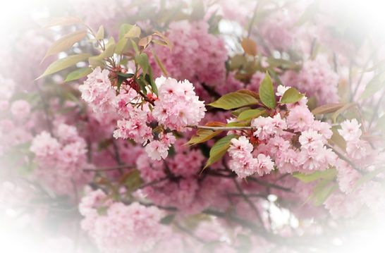 Mythe_Barn_Pink_Blossom_Spring-1536x1024