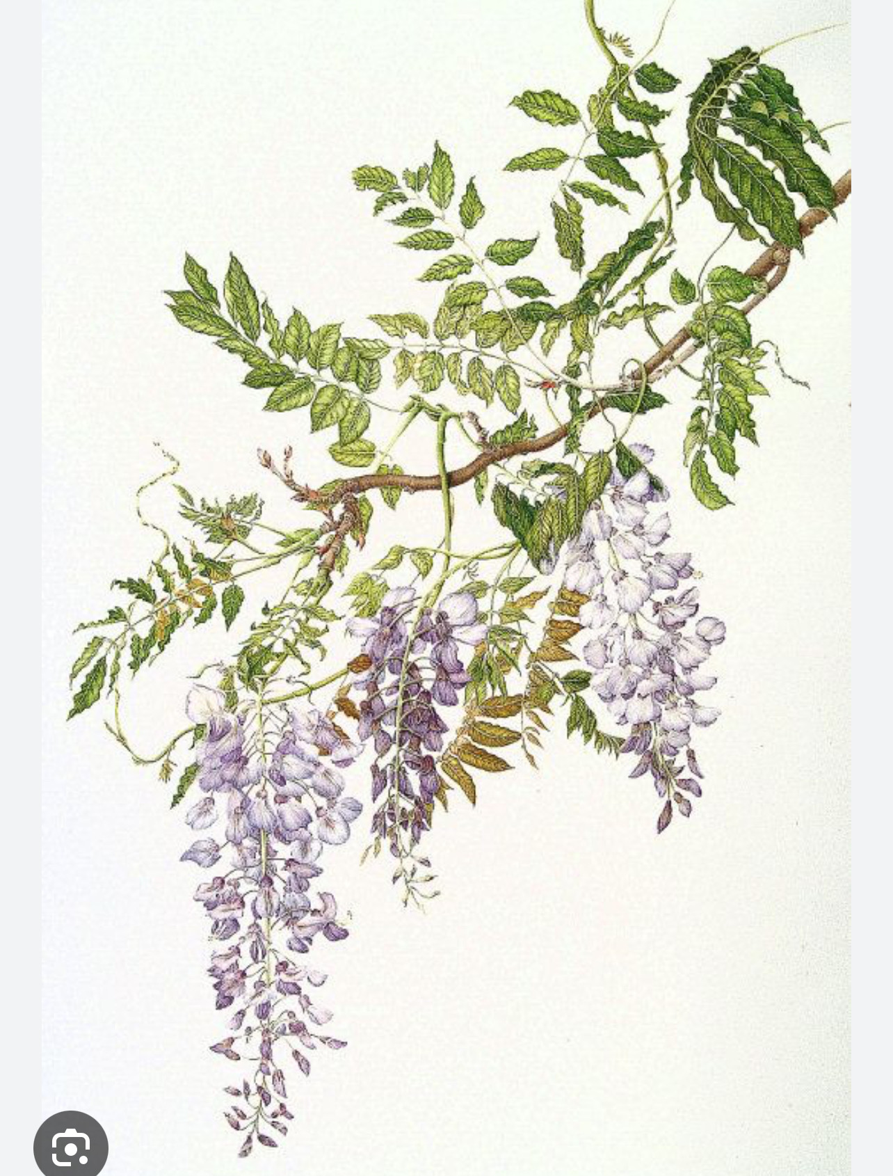 BOTANICAL ART, LAVENDER OR WISTERIA | AAF
