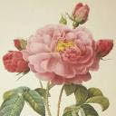 BOTANICAL ART, COPY CAT