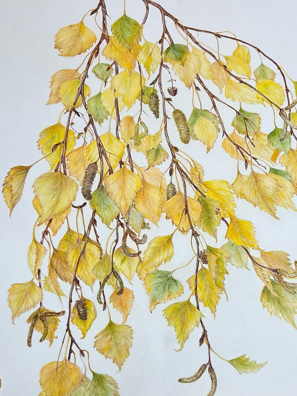 BOTANICAL ART: COLORFUL LEAVES FROM OUT OF STATE