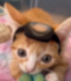 Otter in his helmet, made by Bruce <3. Otter has Meningocele- a protrusion of cerebrospinal fluid at the top of his head where he has a hole in his skull.