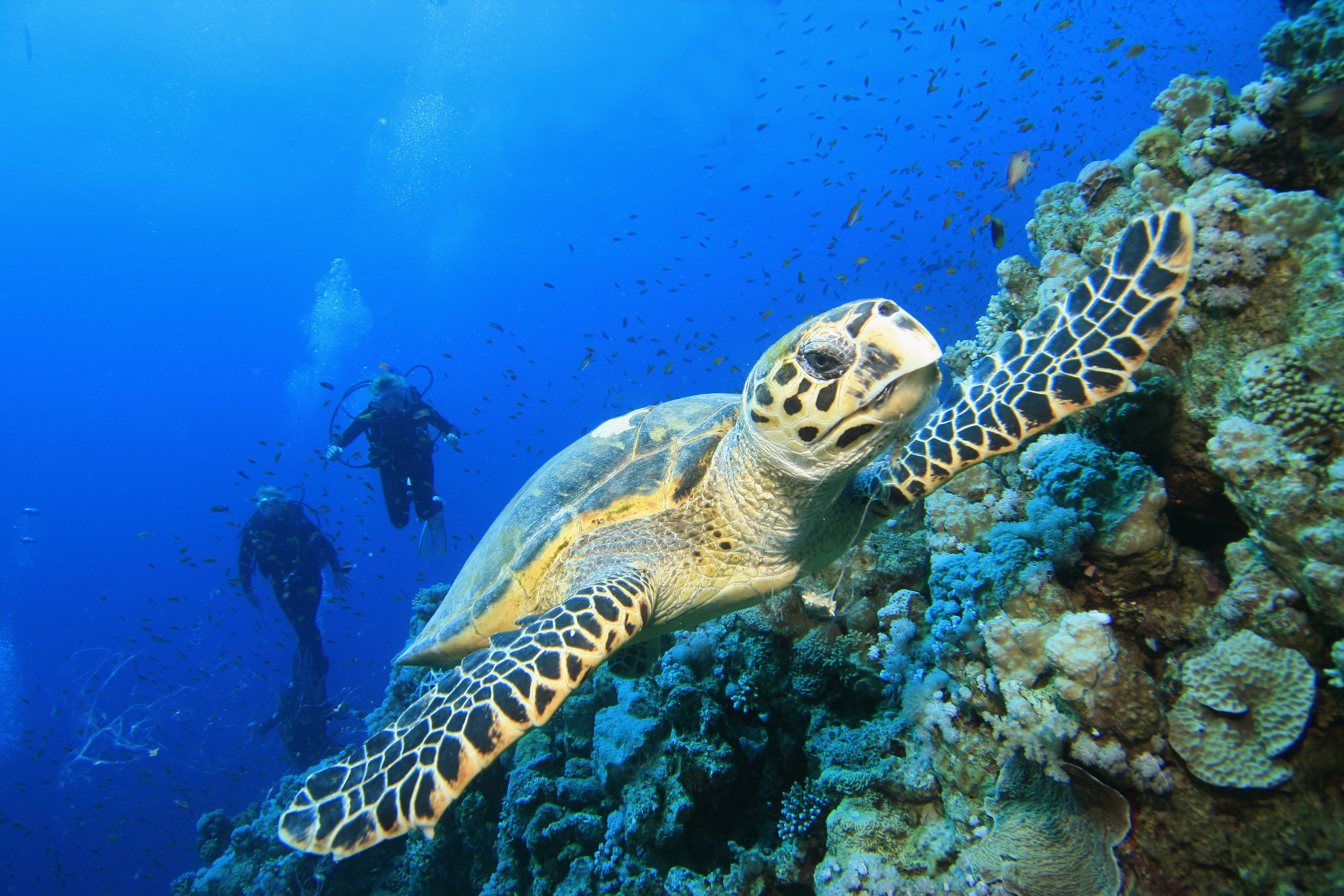 Marine Conservation Philippines – M.C.P Getting a grip on saving the