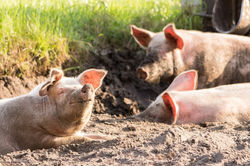 pigs-4028140_1280