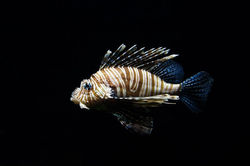 lion-fish-768605_1280