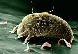 mite-67638_1280