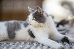 cat-4769978_1280