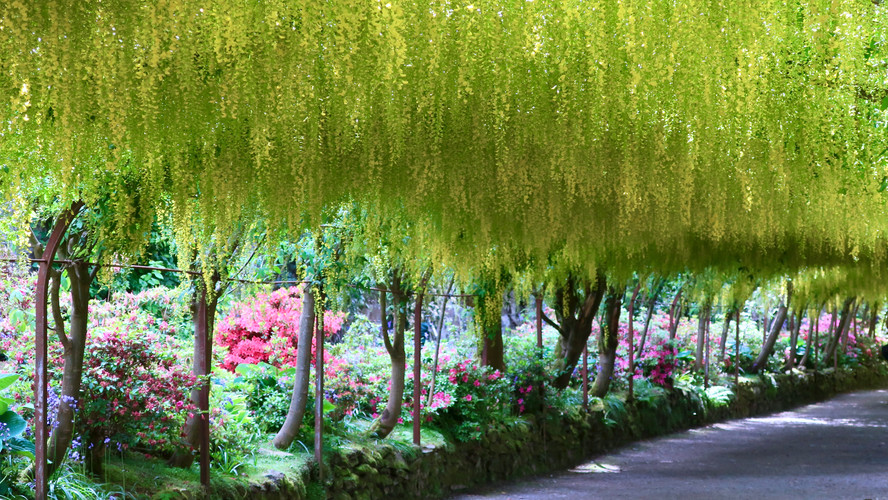 Botanical Beauty: Bodnant Garden
