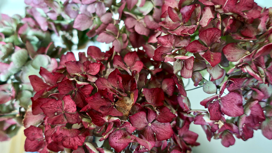 How to Dry Hydrangeas